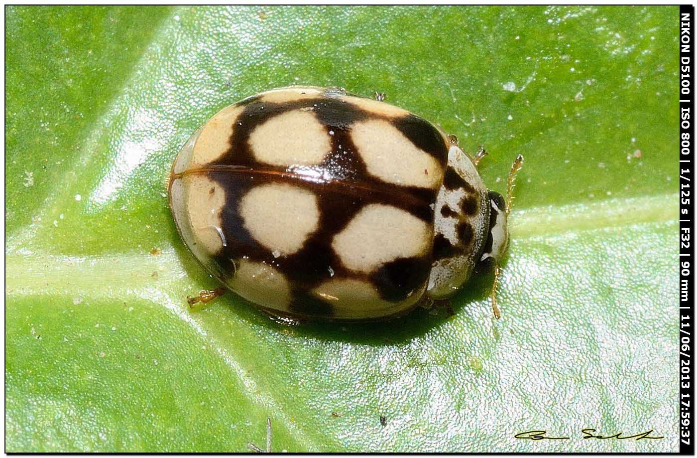 Adalia decempunctata